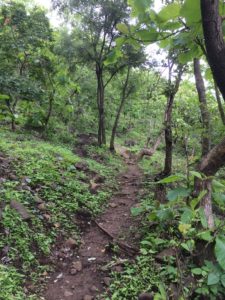 Janapav Kuti Into the Forests