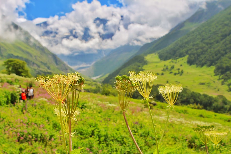 Valley of Flowers, the Trek that should be on every Trekker’s Bucket List