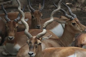 Black Bucks Indore Zoo