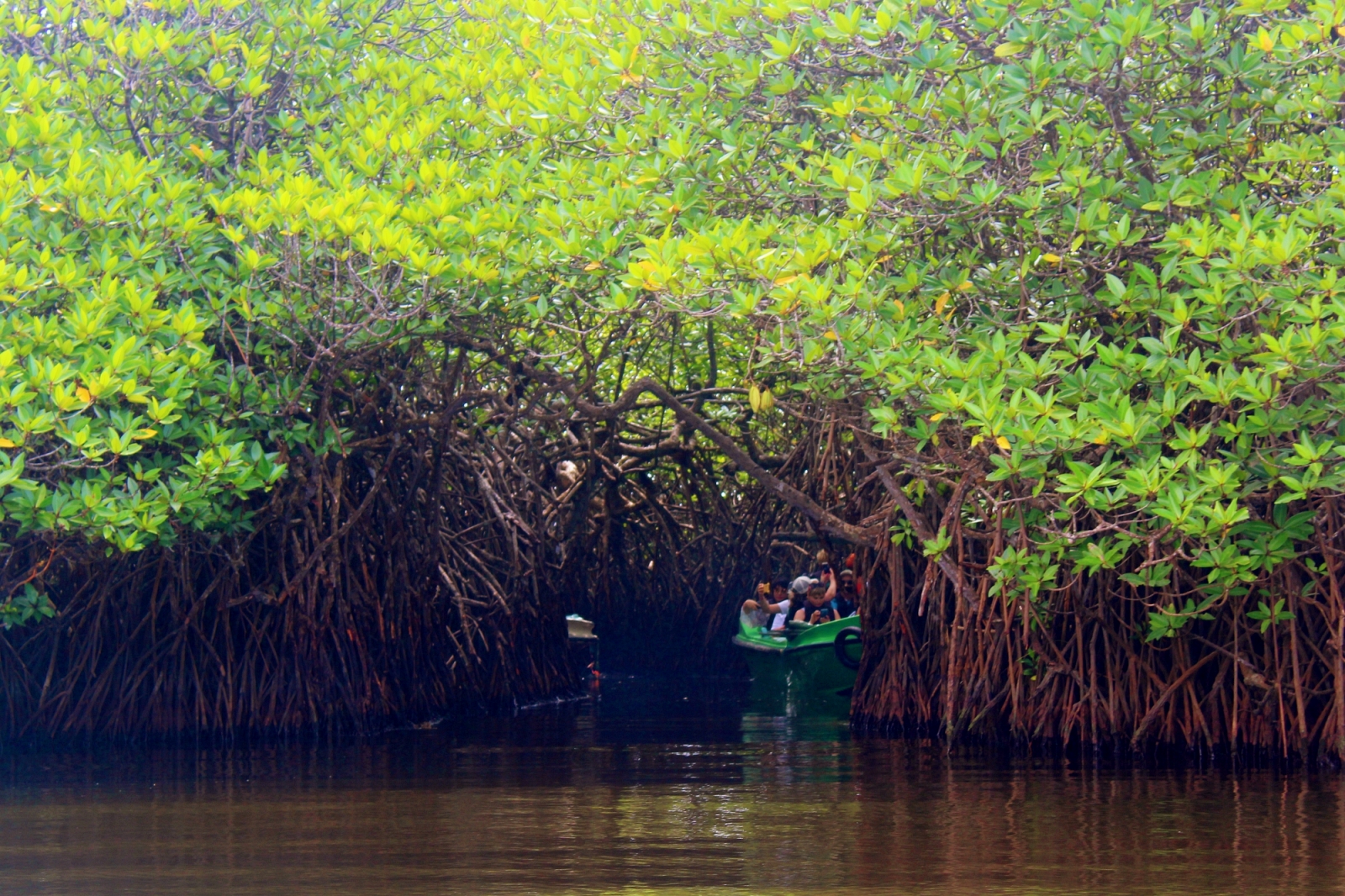 Bentota River Safari and Mangroves Exploration
