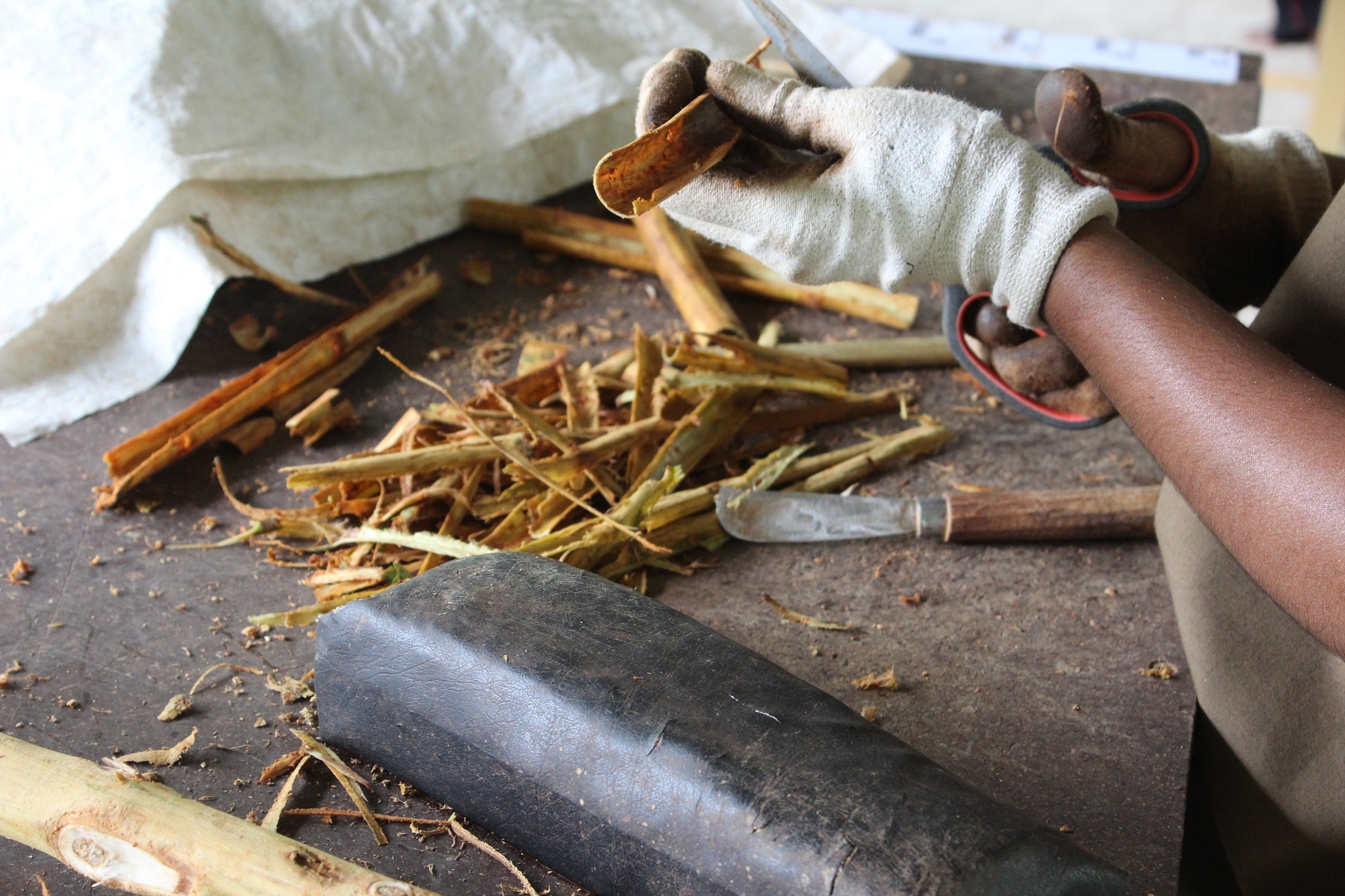 Uncover the Secret of Ceylon Cinnamon in Ayagama Village