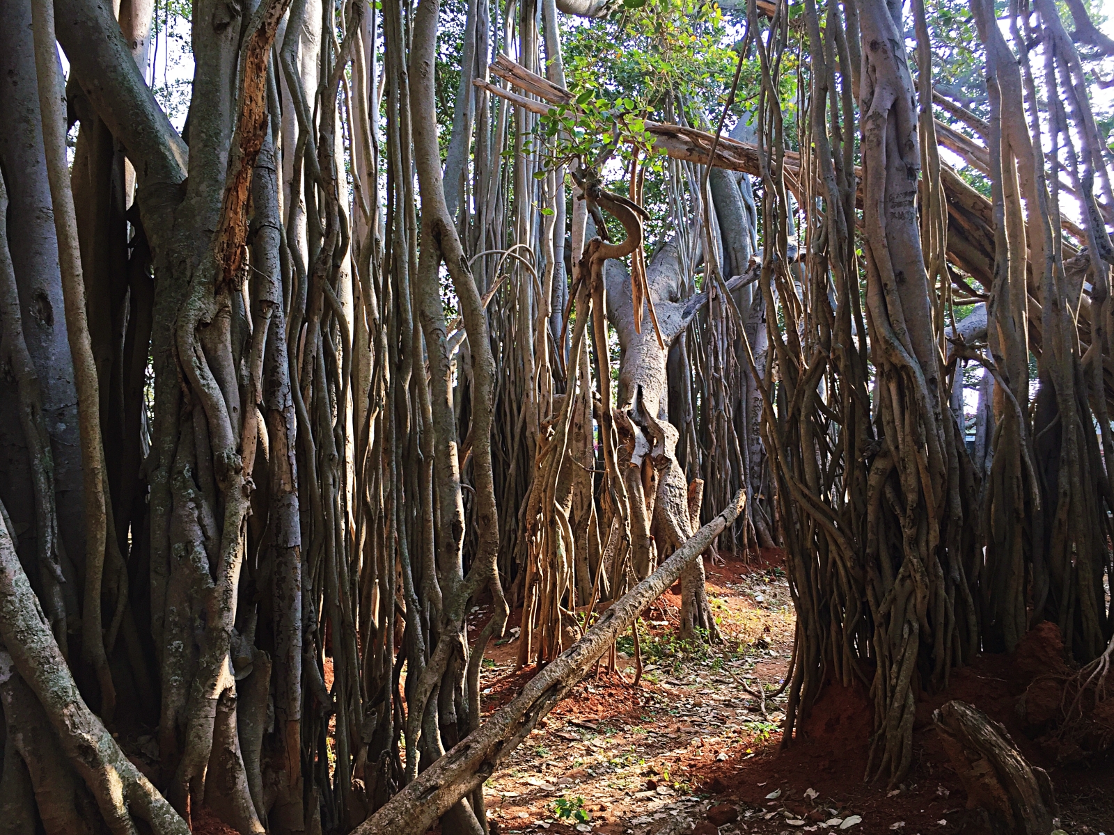 Dodda Alada Mara: A Banyan Tree that is 400 years old