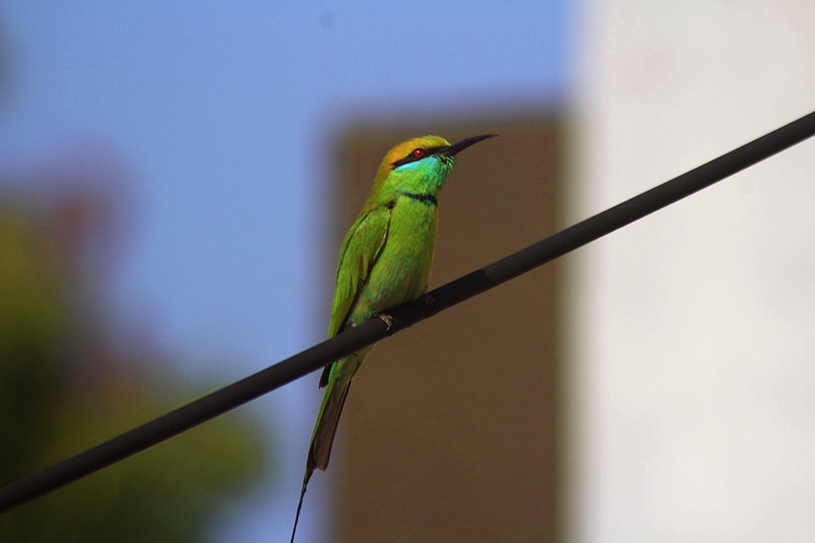 Green Bee Eater in India