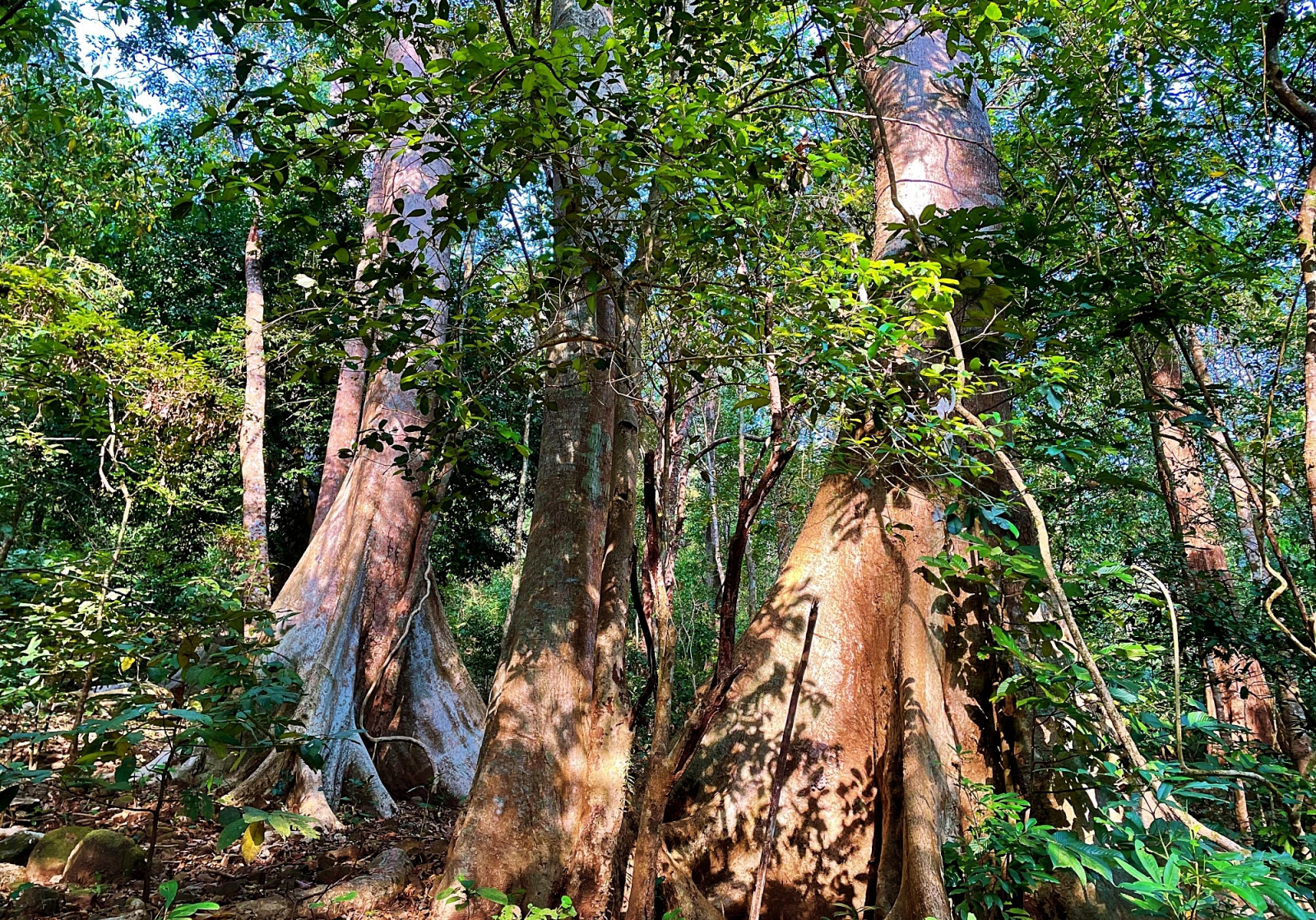 White Lady Trees Rajmalai National Park