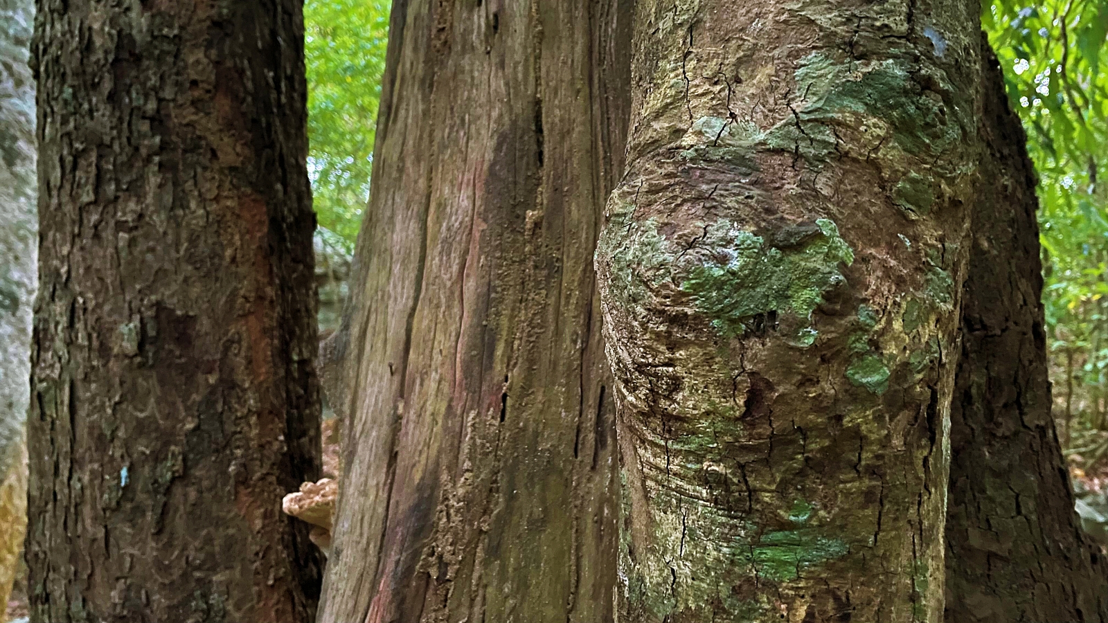 Ritigala Na Tree