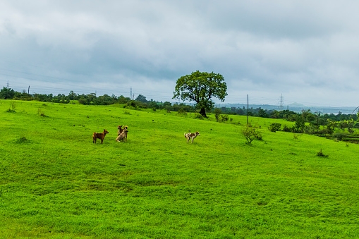 The 10 Best Things To Do in Igatpuri