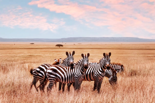 The 10 Best Things To Do in Kenya