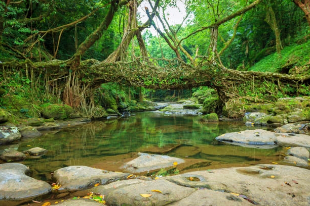 Step Into the Picturesque Landscape of Meghalaya