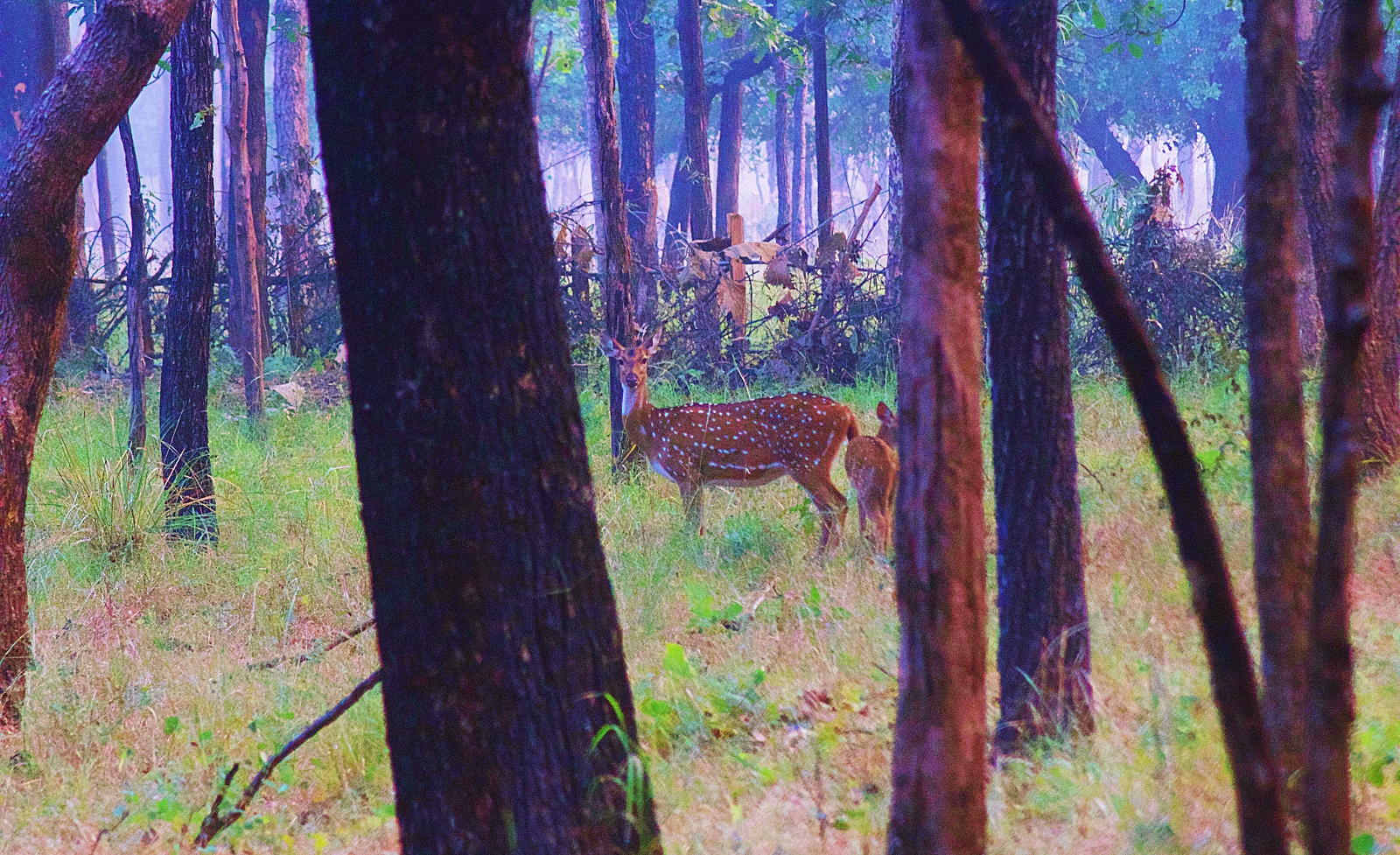 Satpura Tiger Reserve Deers