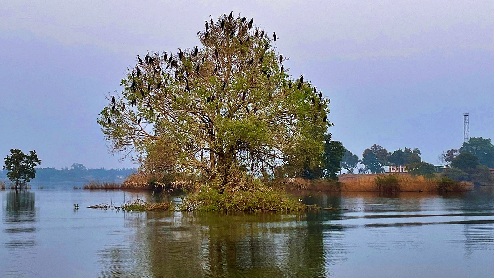 Tree full of cormorants