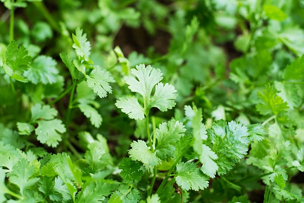 What is Cilantro and How to use it?
