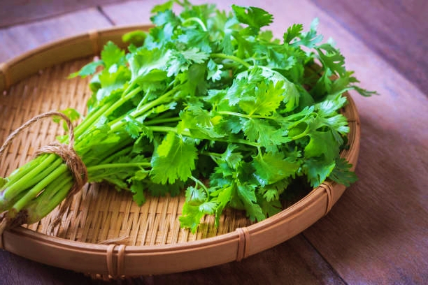 What is Coriander and How to use it?