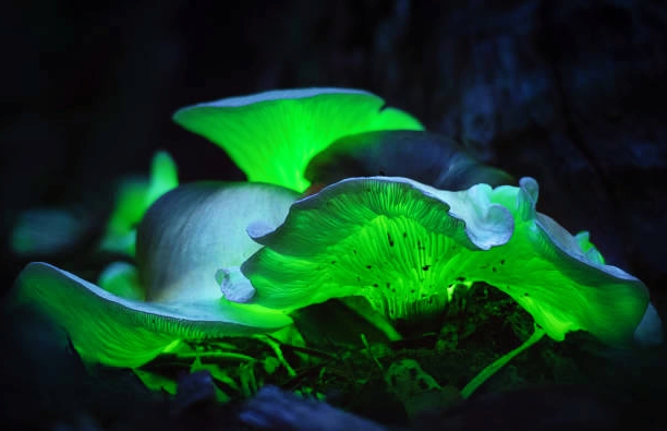 Glow in dark mushroom Brazil