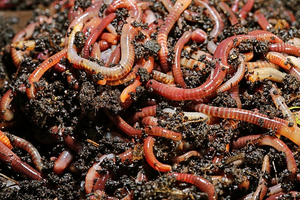 How earthworms can reverse the effects of chemicals in fertile soil?