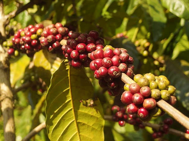 Bean to Brew: The Aromatic Coffee History of Coorg