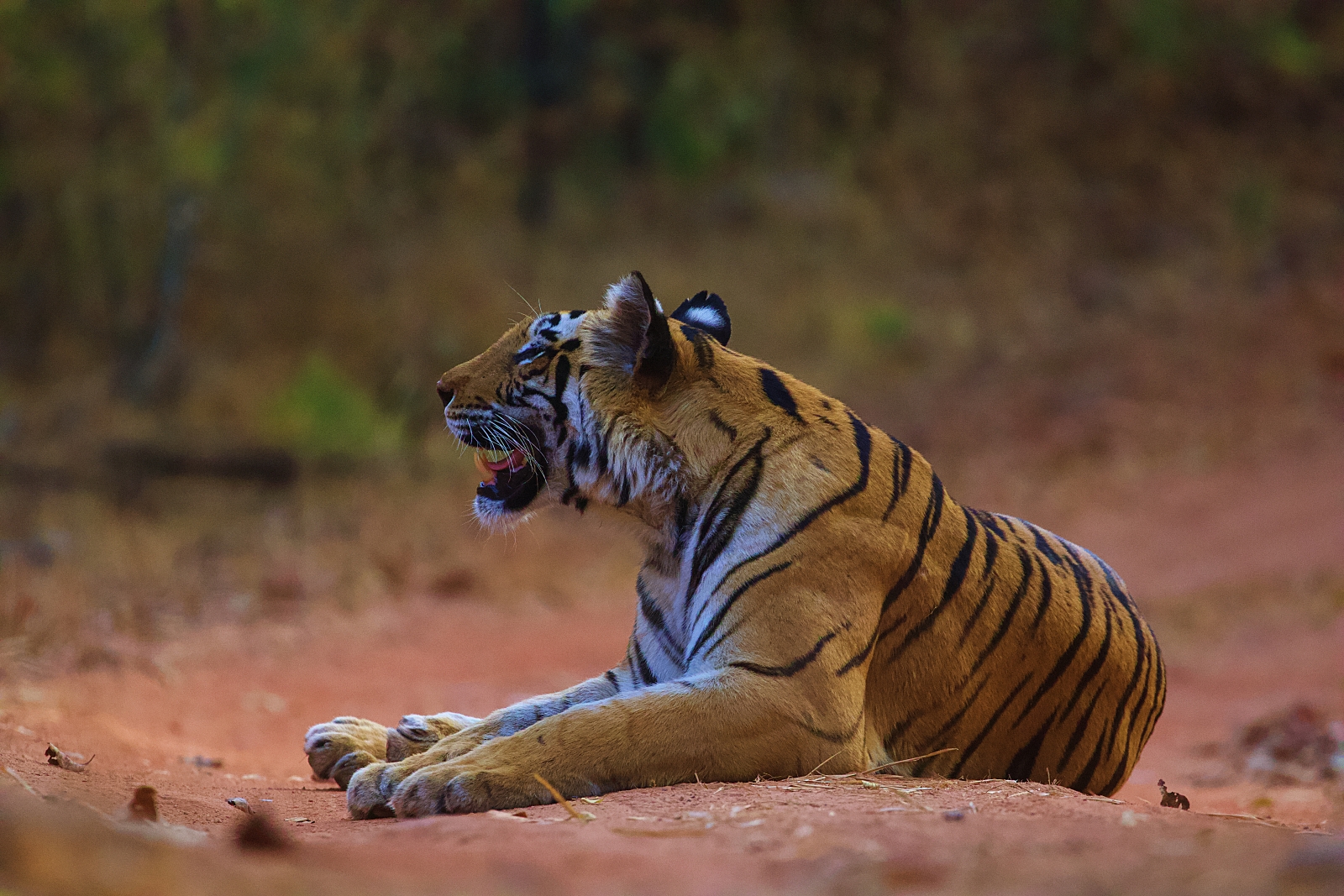 Roar Into 2024: Top Wildlife Safaris in Madhya Pradesh
